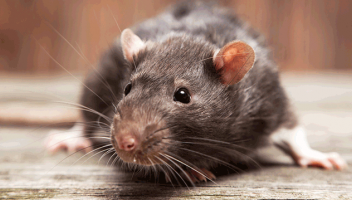 Real Pest Control Geelong