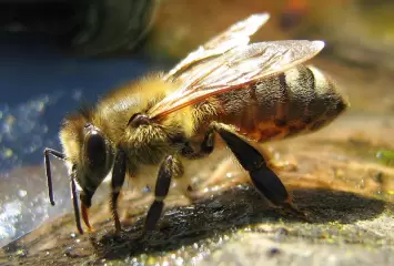 beesnestremovalperth