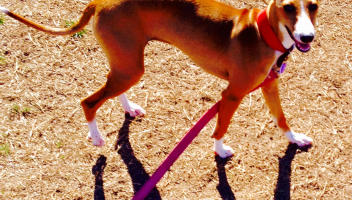 Solo Walk